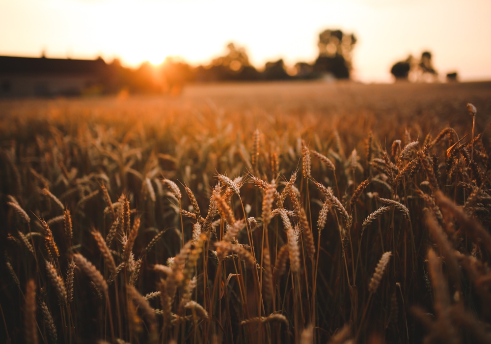 Indian Crops